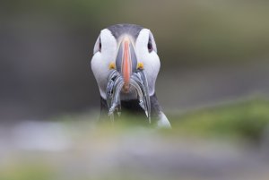 puffin