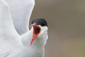 arctic tern