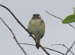 sedge warbler