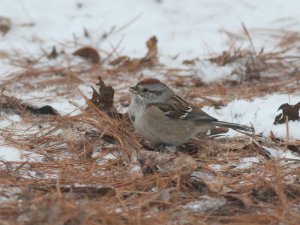 American Tree Sparrow