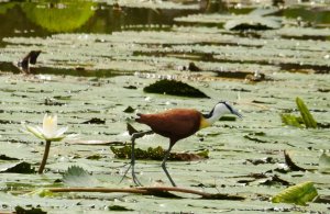 One more of the jacana