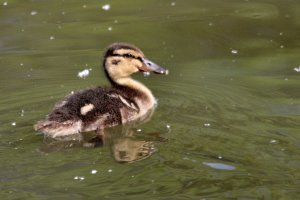 Mallard Duck Chick