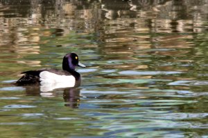 Tufted Duck Male