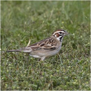 Lark Sparrow