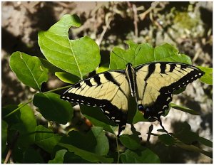 Eastern Tiger Swallowtail