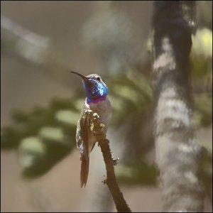 Purple-collared Woodstar (male)