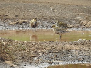 Pacific Golden Plover