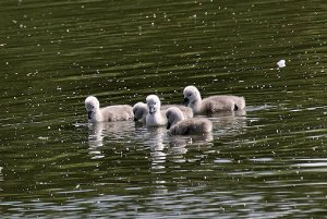 Mute Swan Chicks