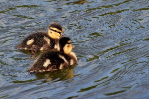 Mallard Duck Chicks