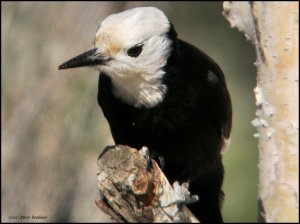 White-headed Woodpecker