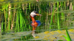 Red-necked Grebe