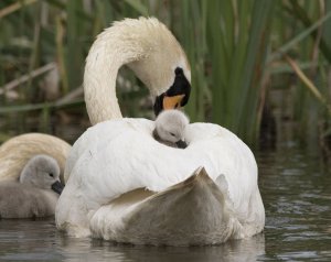 mute swan taxi service