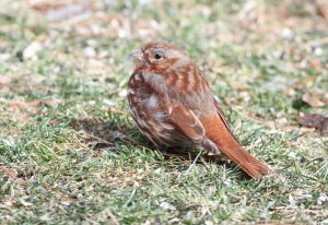 Fox Sparrow