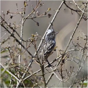 Pied-crested Tit Tyrant