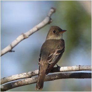 Eastern Wood Pewee