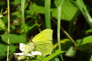 Brimstone