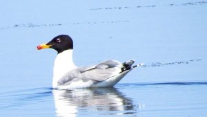 Pallas's Gull