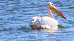 White Pelican