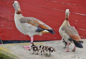 Egyptian Geese family