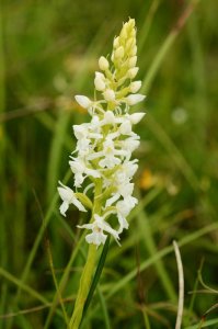 Chalk Fragrant Orchid var. albiflora