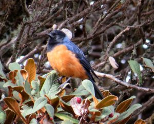 Blue-backed Conebill (Conirostrum sitticolor)