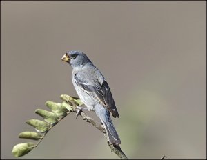 Band-tailed Seedeater (male)