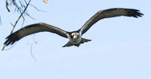 Osprey attack