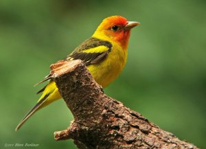 Western Tanager