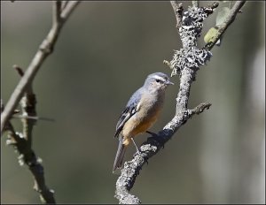 Cinereous Conebill