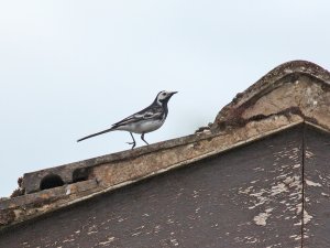 Pied Wagtail