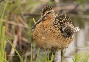 Preening Short billed Dowitcher