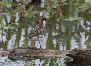 Red-necked Phalarope (Female)