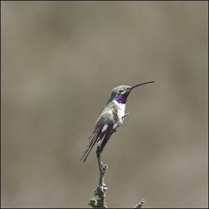 Oasis Hummingbird (male)