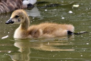 Canada Goose Chick