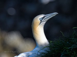 Gannet