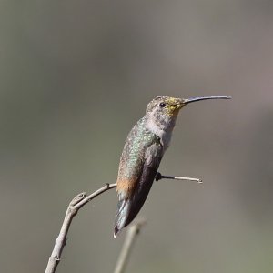 Oasis Hummingbird (female)