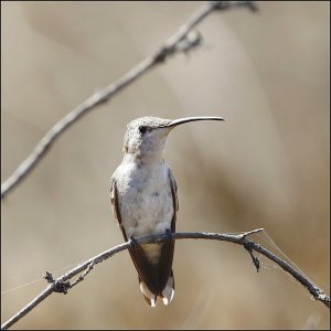 Oasis Hummingbird (female)