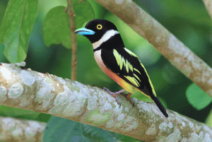 Black-and-Yellow Broadbill