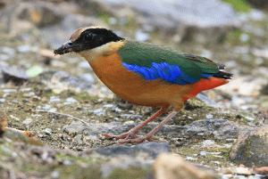 Blue-Winged Pitta