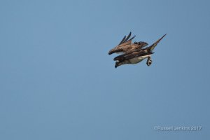 Western Osprey in a a stoop