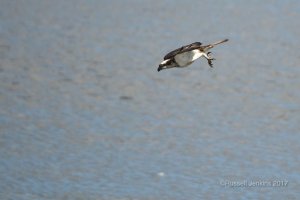 Western Osprey in a stoop 2