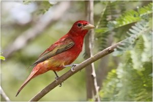 Summer Tanager (male)
