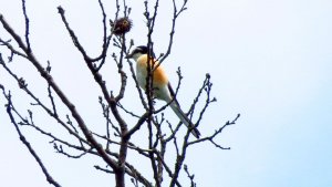 Masked Shrike