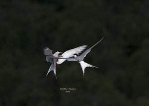 "Dancing with the Terns"