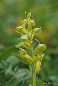 Frog Orchid - Dactylorhiza coeloglossum