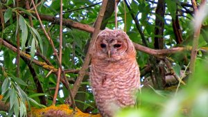 Tawny Owl (juvenile)