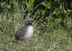 Arctic Tern Chick