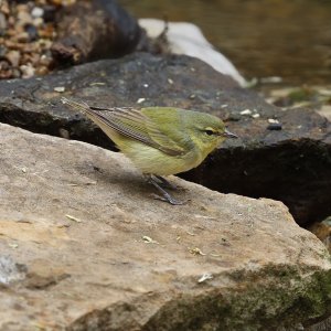 Tennessee Warbler (female)