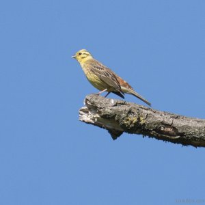 Yellowhammer