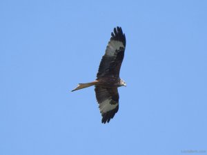 Red Kite